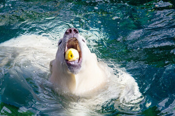 Picture of a young polar bear with an apple in its mouth, Ursus maritimus
