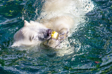 View of a young polar bear eating an apple, Ursus maritimus