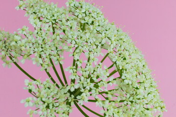 Wild white European flower Cow parsley, also known under the names of wild chervil, wild beaked parsley or keck, scientific name Anthriscus sylvestris, on a pink background 