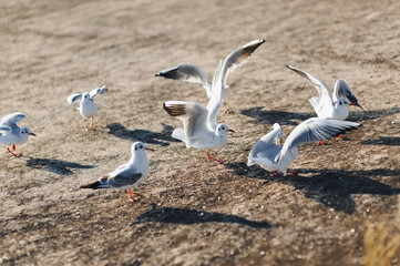 Fototapeta premium White sea gulls on the concrete dam near the embankment flap their wings and eat the food that people feed them.