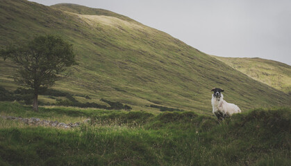 Connemara Sheep