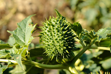Fruit of a green plant with spikes