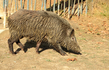 Wild boar walking around the lake of Valvidriera