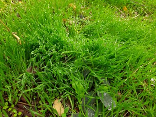 green grass background