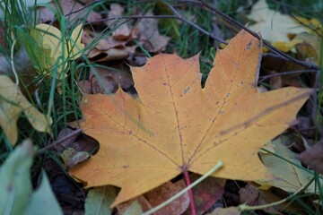 Herbstblatt im Wald