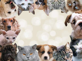 Lots of dogs and cats. Space for text
