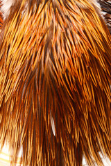 thing grizzly feather strands