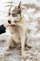 The dog's paw in the hand of a man against the background of the first snow