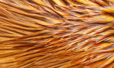 brown chicken feathers