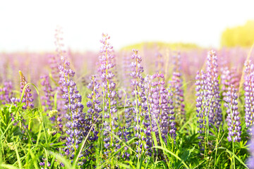 Obraz premium Flowers of pink and purple lupin on the field in natural sunlight.