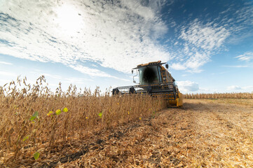 Fototapeta premium Harvesting of soybean