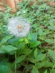 dandelion in the wind
