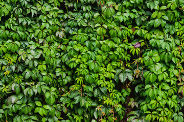 Background of green leaves, fence overgrown with plants, courtyard decor.