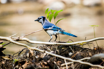 blue jay by water with bokeh & gold
