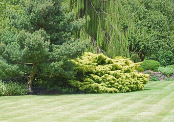 A beautiful garden with a perfect lawn and extensive boarders with shrubs and conifers