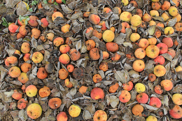 background image of late autumn apples lying on the ground covered with hoarfrost, pattern