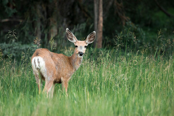 doe in green forest