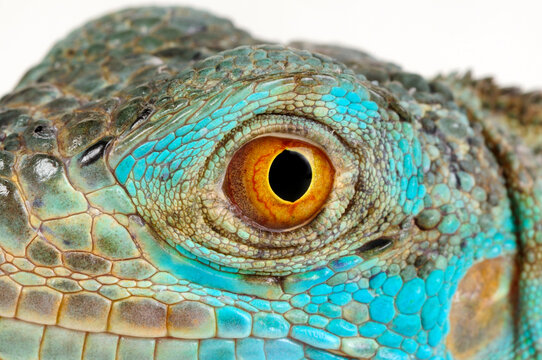 Eye of the Green iguana, blue colour morph // Auige eines Gr&uuml;nen Leguan, blaue Farbvariante (Iguana iguana)
