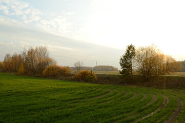 autumn landscape with trees