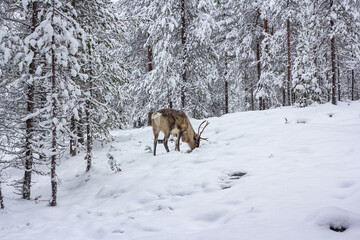 The deer in the snow of winter forest.