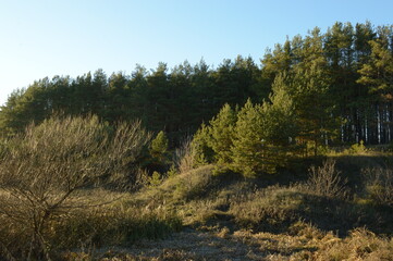 pine forest in autumn