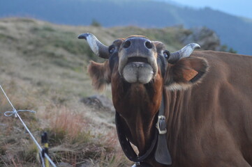 Vache dans les alpages regardant le ciel