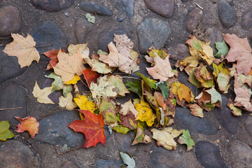 Fall leaves with colors