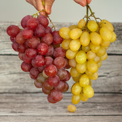 Hands hold two bunches of grapes of different colors.