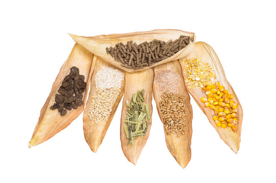 Granulated Dry Food With Vegetable Grain Components And Their Crushed Fraction On Dry Corn Leaves Isolated On A White Background.