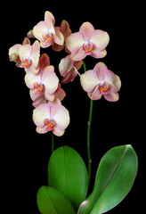Phalaenopsis hybrid peach orchid isolated on black background, vertical orientation.