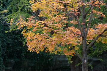 Colorful Fall Trees