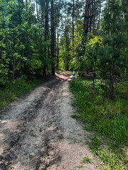 path in the forest