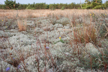 Moss field on a sunrise