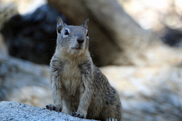 Obraz premium Squirrels in Yosemite National Park