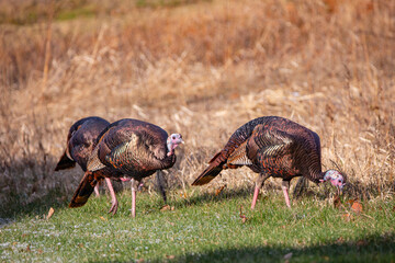Male wild turkeys (Meleagris gallopavo) in a Wisconsin field in autumn