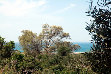 Obraz premium The top of a The Oak tree in front of blue sky and white sea, when the branches moving with the strong wind. Took from the Carmel mountain and show the sharp leaves with more than one green colour.