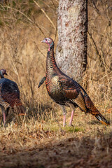 Male wild turkeys (Meleagris gallopavo) in a Wisconsin field in autumn