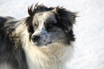 border collie dog