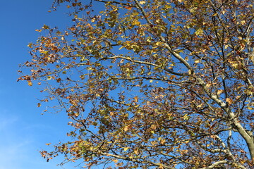 Branches d'arbres en automne avec des feuilles jaunes et vertes, ville de Corbas, département du Rhône, France