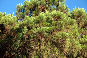 The top of a pine tree in front of blue sky, when the large branches moving with the strong wind.  Sharp leaves and clear colours.