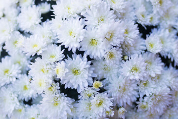 Detail of a big bouquet of daisies, bellis perennis © bonilla1879
