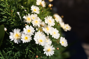 Detail of a big wild bouquet of daisies, bellis perennis © bonilla1879