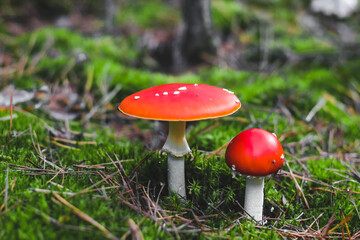 two poisonous mushroom amanita with red caps on green moss. Fly agaric danger to mushroom pickers
