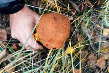 Leccinum aurantiacum mushroom, boletus. An edible mushroom grows in the autumn fox. Mushroom picker...