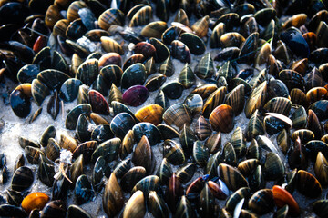 shells in the sea