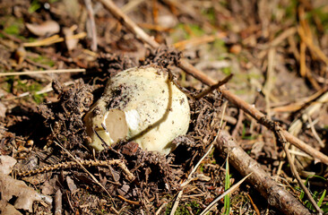 Eine Nahaufnahme eines Pilzes der im Wald steht.