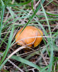 Eine Nahaufnahme eines Pilzes der im Wald steht.