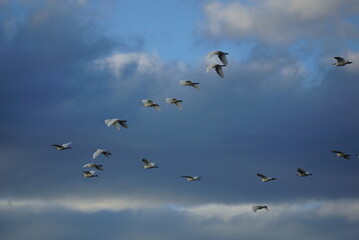 flock of birds