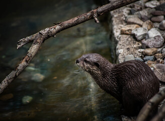 otter next to water