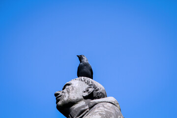 Ein Portrait einer Dohle. Dohlen gehören zu den Krähenvögeln.